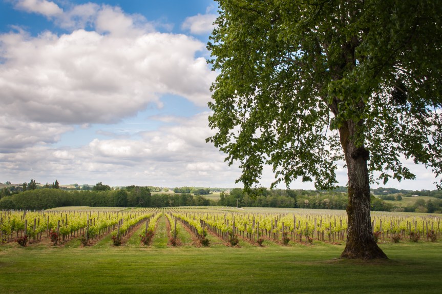 Photo Friday – Fombrauge&nbsp;Vineyard